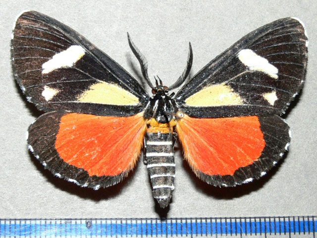 /filer/webapps/moths/media/images/A/agaristoides_Phaegorista_A_Goff_01.jpg