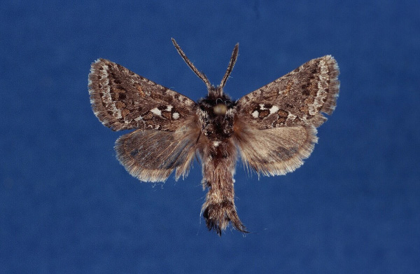 /filer/webapps/moths/media/images/A/agassizi_Arbelodes_HT_ZMHB.jpg