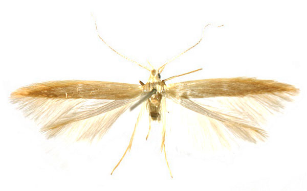 /filer/webapps/moths/media/images/A/agassizi_Coleophora_PTF_Baldizzone.jpg