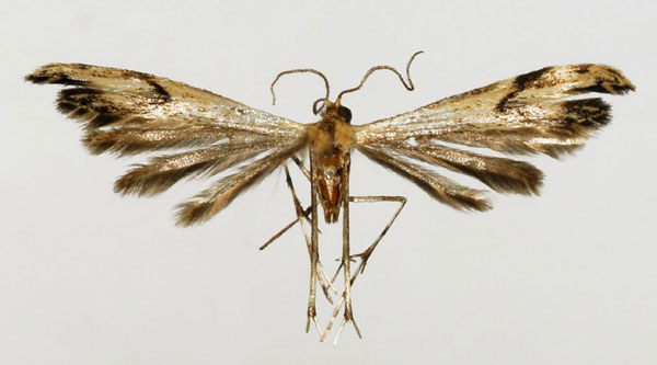 /filer/webapps/moths/media/images/A/agassizi_Crassuncus_HT_BMNH.jpg