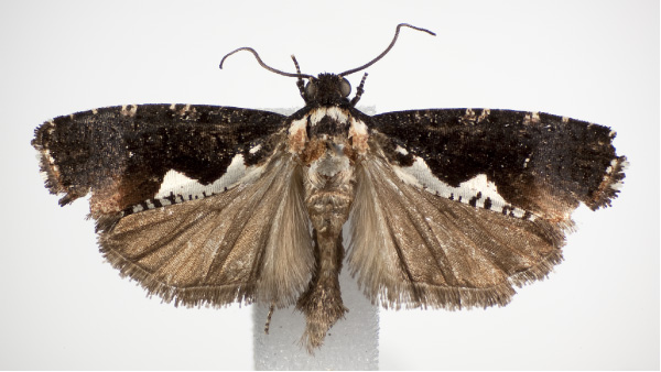 /filer/webapps/moths/media/images/A/agassizi_Dracontogena_AM_KSund_01.jpg