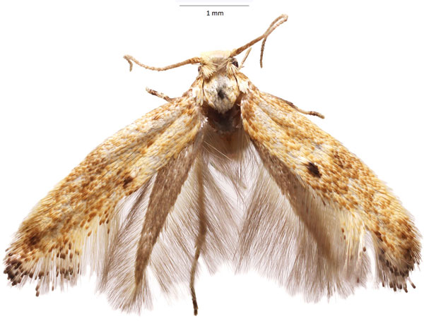 /filer/webapps/moths/media/images/A/agassizi_Elachista_HT_Agassiz.jpg