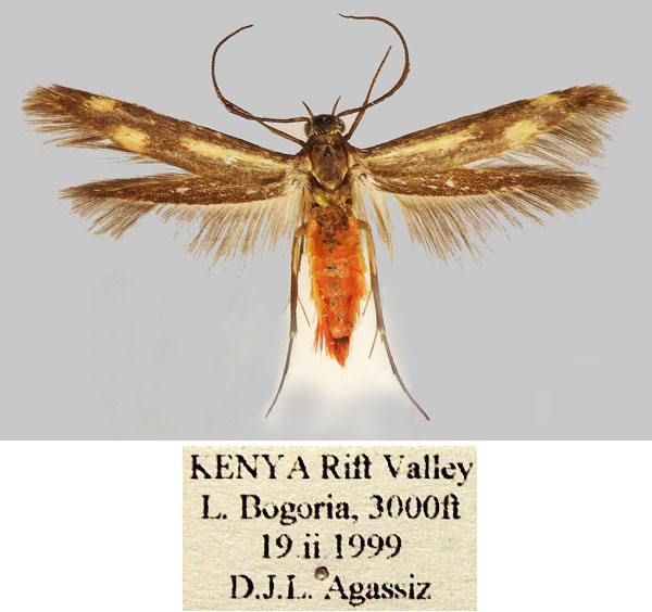 /filer/webapps/moths/media/images/A/agassizi_Eretmocera_HT_BMNH_EYfP5Ek.jpg