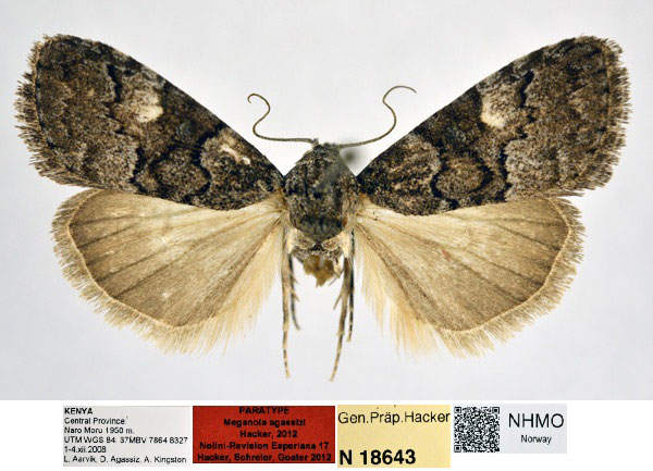 /filer/webapps/moths/media/images/A/agassizi_Meganola_PT_NHMO_2qgShkM.jpg