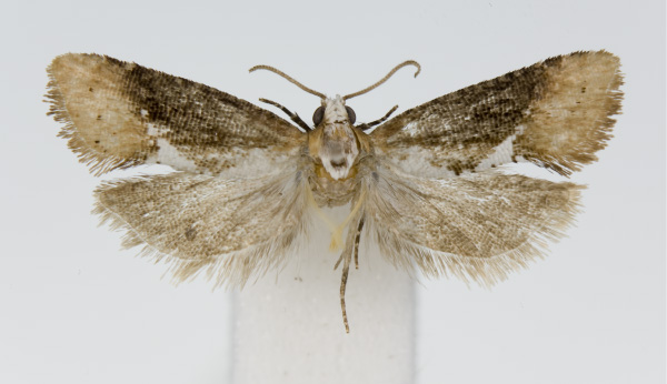 /filer/webapps/moths/media/images/A/agassizi_Multiquaestia_HT_KSund_01.jpg