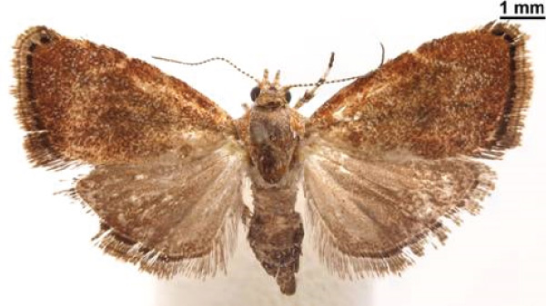 /filer/webapps/moths/media/images/A/agassizi_Niveas_HT_NMK.jpg