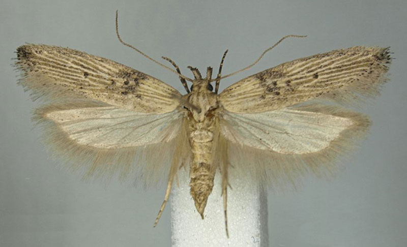 /filer/webapps/moths/media/images/A/agassizi_Scrobipalpa_HT_BMNH.jpg