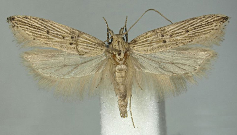 /filer/webapps/moths/media/images/A/agassizi_Scrobipalpa_PTM_BMNH.jpg