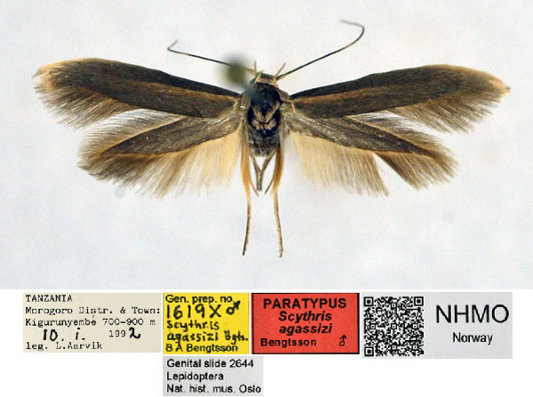 /filer/webapps/moths/media/images/A/agassizi_Scythris_PT_NHMO.jpg