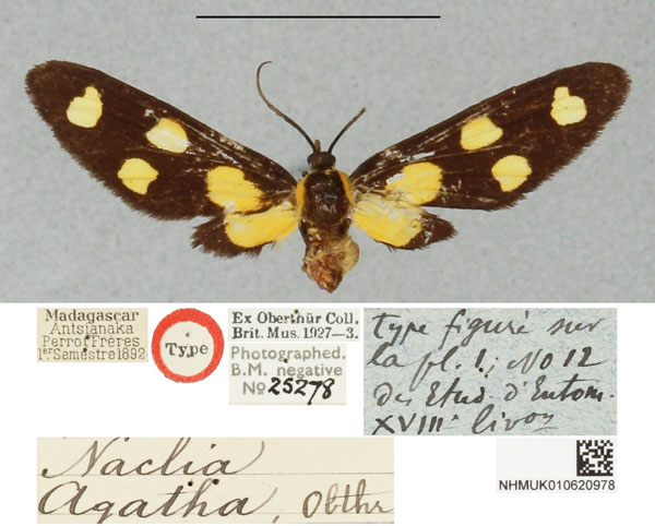 /filer/webapps/moths/media/images/A/agatha_Naclia_HT_BMNHa_QOaMeFL.jpg