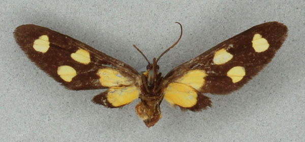 /filer/webapps/moths/media/images/A/agatha_Naclia_HT_BMNHb.jpg