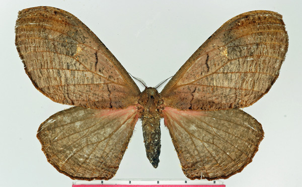 /filer/webapps/moths/media/images/A/agathylla_Micragone_AF_Basquin.jpg