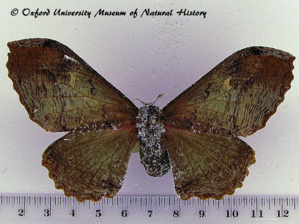 /filer/webapps/moths/media/images/A/agathylla_Micragone_AF_OUMNH_01.jpg