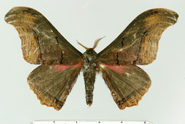 /filer/webapps/moths/media/images/A/agathylla_Micragone_AM_Aulombard.jpg