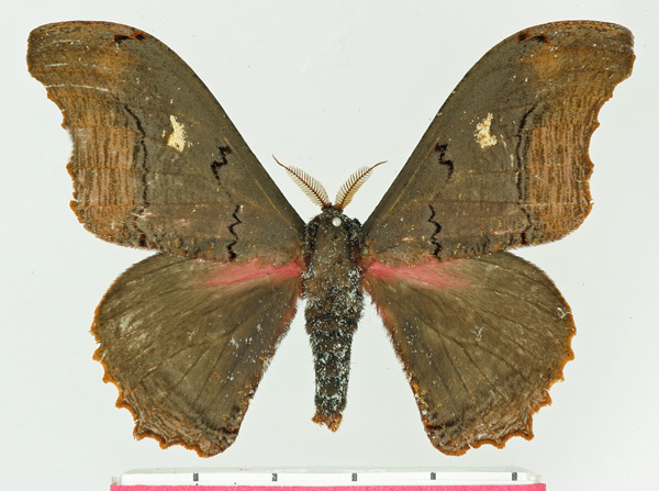 /filer/webapps/moths/media/images/A/agathylla_Micragone_AM_Basquin_02.jpg