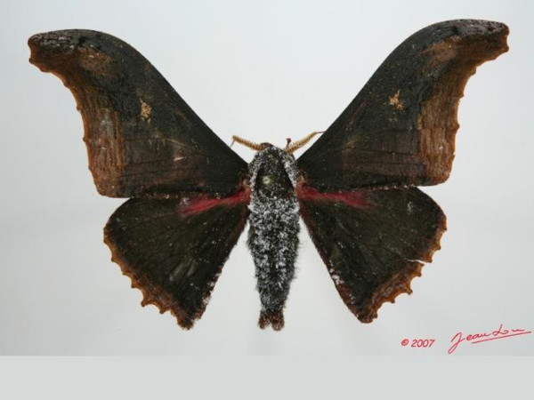 /filer/webapps/moths/media/images/A/agathylla_Micragone_A_Alberta_01.jpg