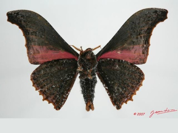 /filer/webapps/moths/media/images/A/agathylla_Micragone_A_Albertb_01.jpg