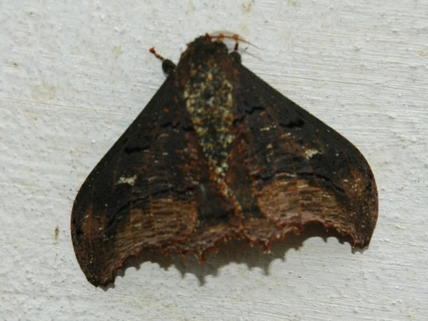 /filer/webapps/moths/media/images/A/agathylla_Micragone_A_Voaden_CAR.jpg