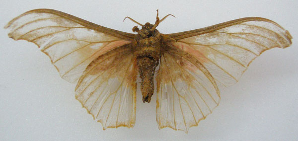 /filer/webapps/moths/media/images/A/agathylla_Saturnia_HT_NHMUKb.jpg