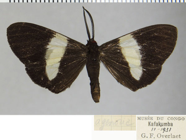 /filer/webapps/moths/media/images/A/agenoria_Pitthea_AM_ZSMa.jpg