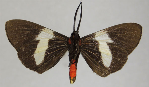 /filer/webapps/moths/media/images/A/agenoria_Pitthea_AM_ZSMb.jpg