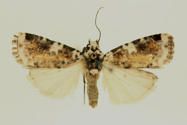 /filer/webapps/moths/media/images/A/ageta_Euxootera_AM_RMCA.jpg