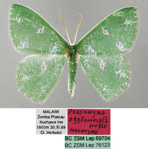 /filer/webapps/moths/media/images/A/agglomerata_Prasinocyma_HT_ZSM_01.jpg