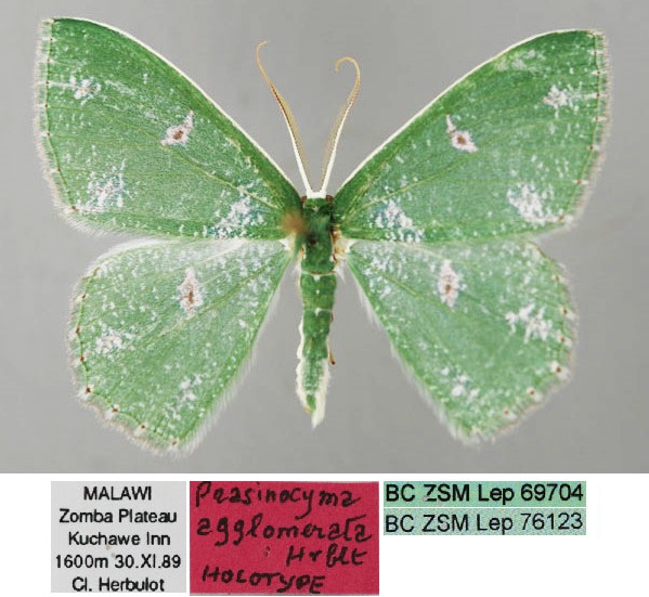 /filer/webapps/moths/media/images/A/agglomerata_Prasinocyma_HT_ZSM_01_xf79tBE.jpg