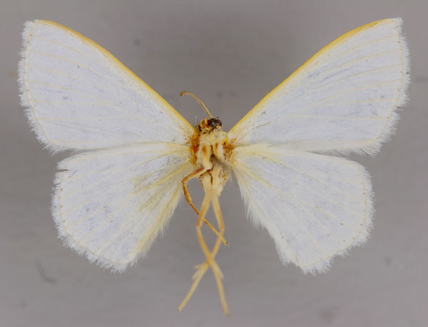 /filer/webapps/moths/media/images/A/agglomerata_Scopula_HT_ZSM_02.jpg