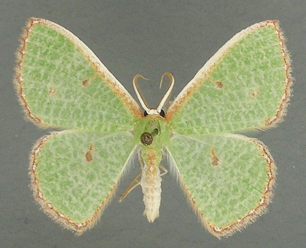 /filer/webapps/moths/media/images/A/aggravaria_Euproutia_AM_TMSA_01.jpg