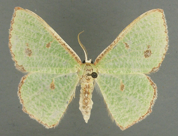 /filer/webapps/moths/media/images/A/aggravaria_Euproutia_AM_TMSA_02.jpg