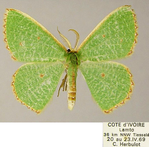 /filer/webapps/moths/media/images/A/aggravaria_Euproutia_AM_ZSM.jpg