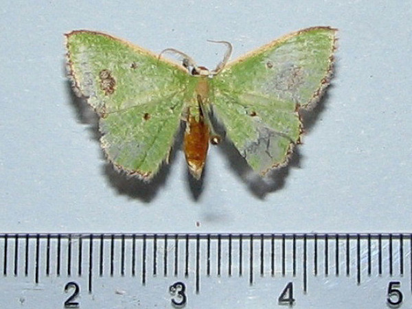 /filer/webapps/moths/media/images/A/aggravaria_Euproutia_A_Goff.jpg