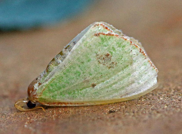 /filer/webapps/moths/media/images/A/aggravaria_Euproutia_A_Voaden.jpg