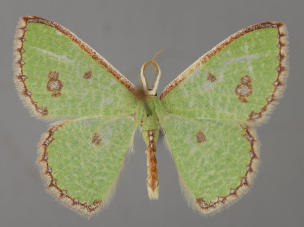 /filer/webapps/moths/media/images/A/aggravaria_Euproutia_A_ZSM_01.jpg