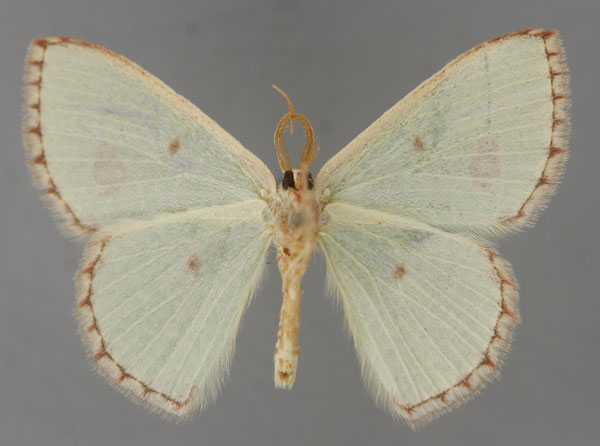 /filer/webapps/moths/media/images/A/aggravaria_Euproutia_A_ZSM_02.jpg