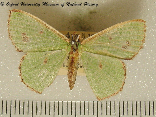 /filer/webapps/moths/media/images/A/aggravaria_intermaculata_Euproutia_A_OUMNH.jpg