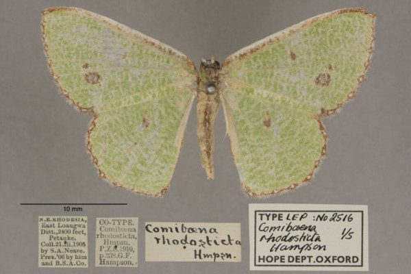 /filer/webapps/moths/media/images/A/aggravaria_rhodosticta_Euproutia_PT_OUMNHa_01.jpg