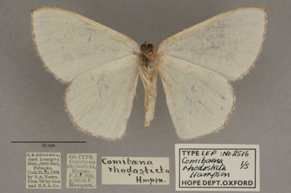/filer/webapps/moths/media/images/A/aggravaria_rhodosticta_Euproutia_PT_OUMNHb_01.jpg