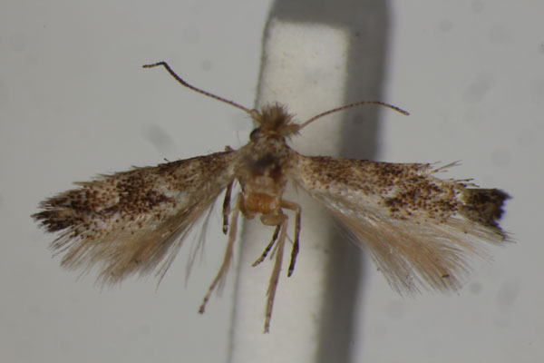 /filer/webapps/moths/media/images/A/agilis_Bucculatrix_ST_BMNH.jpg