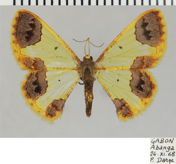 /filer/webapps/moths/media/images/A/aglae_Zamarada_AF_ZSM.jpg