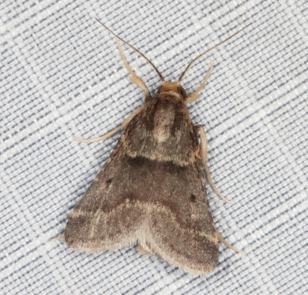 /filer/webapps/moths/media/images/A/aglossalis_Hypotia_A_Heyns_02.JPG