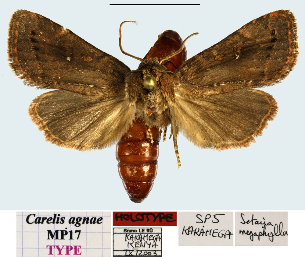 /filer/webapps/moths/media/images/A/agnae_Carelis_HT_MNHNa.jpg