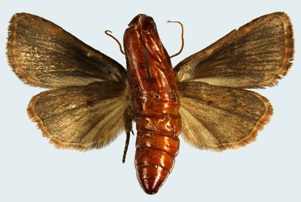 /filer/webapps/moths/media/images/A/agnae_Carelis_HT_MNHNb.jpg