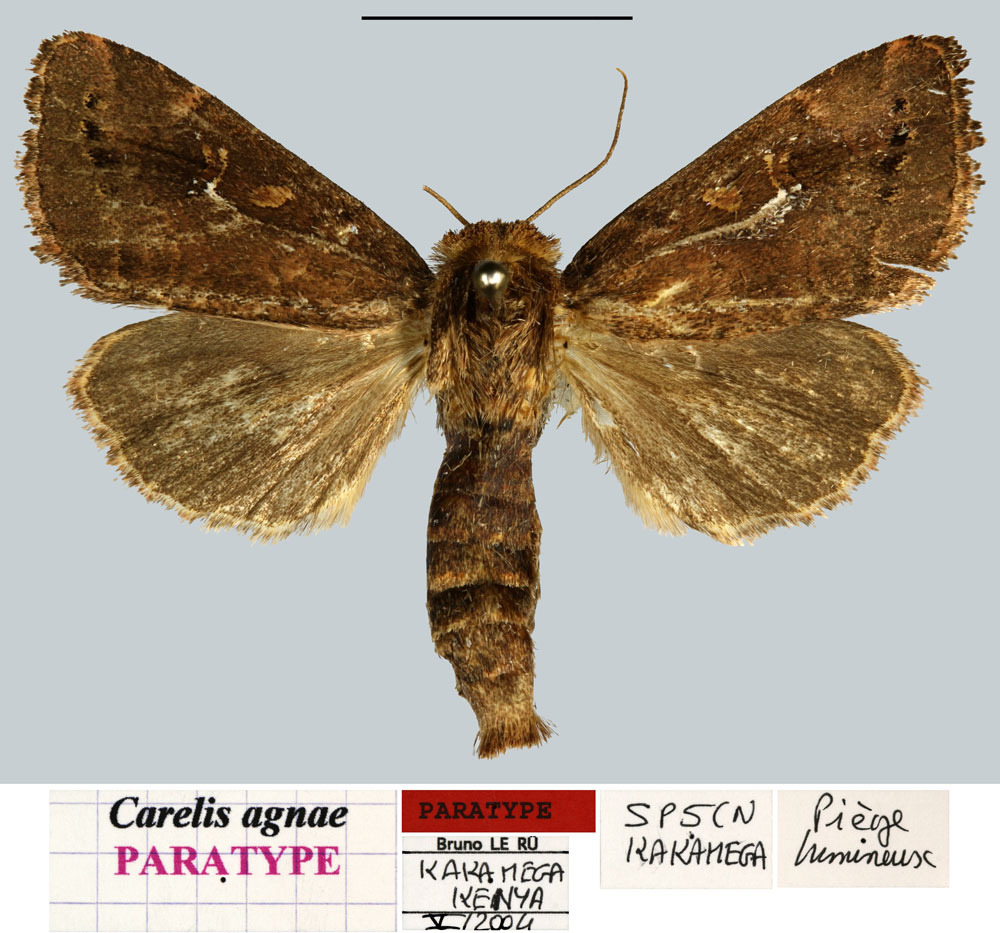 /filer/webapps/moths/media/images/A/agnae_Carelis_PTM_MNHN.jpg