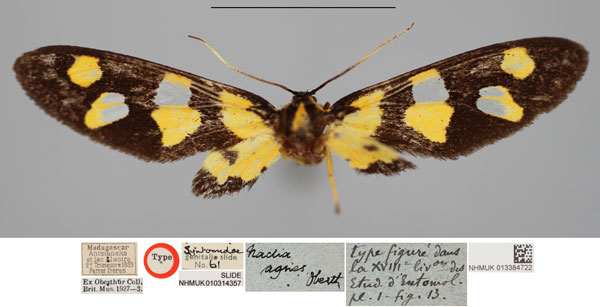 /filer/webapps/moths/media/images/A/agnes_Naclia_HT_NHMUKa.jpg