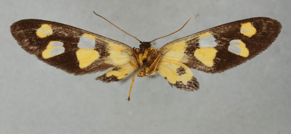 /filer/webapps/moths/media/images/A/agnes_Naclia_HT_NHMUKb.jpg
