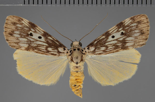 /filer/webapps/moths/media/images/A/agnesae_Sommeria_AF_Fiebig.jpg