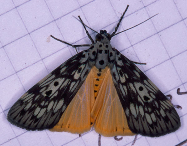 /filer/webapps/moths/media/images/A/agnesae_Sommeria_AF_Roland_01.jpg