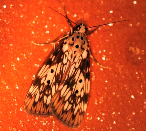 /filer/webapps/moths/media/images/A/agnesae_Sommeria_AF_Roland_02.jpg